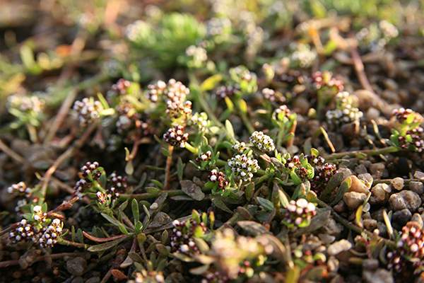 Corrigiola littoralis, la Corrigiole des greves