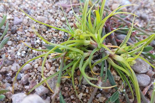 Cyperus michelianus, le Souchet de Michel