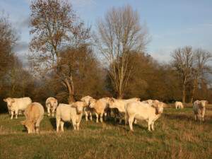 Des vaches paturant dans la boire rousse à Anetz