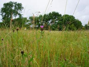 Les prairies de la Vallée fauchées ou paturées source de biodiversité