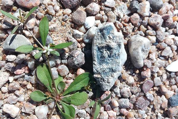 Mollugo verticillata