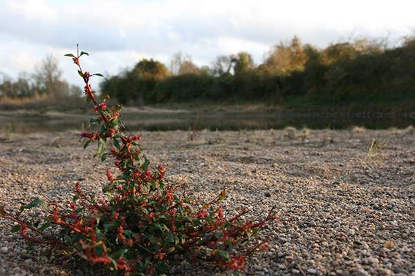 Oxybasis rubra, le Chenopode rouge