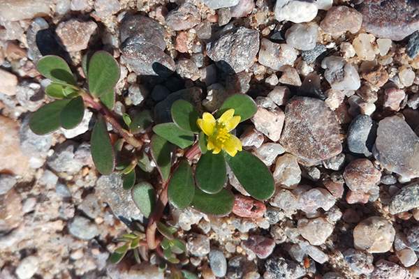 Portulaca oleracea, le Pourpier maraicher