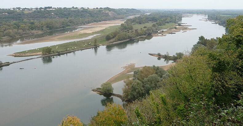 Une ile de la Loire utilisée pour le pâturage