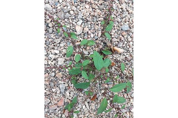 Lipandra polysperma, le Chenopode à graines nombreuses