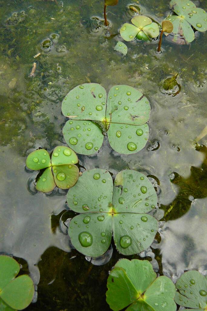 Marsilea quadrifolia