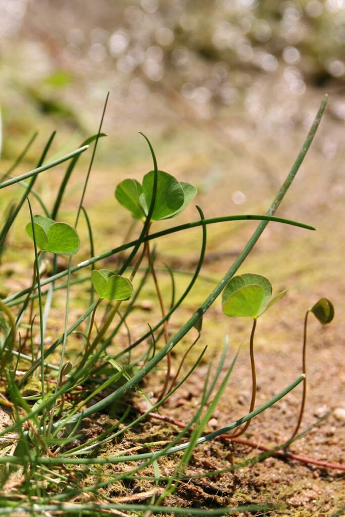 Marsilea quadrifolia sur une rive exondée