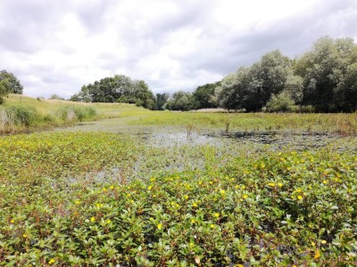 Boire colonisée par la Jussie, espèce exotique
la plus commune © CEN