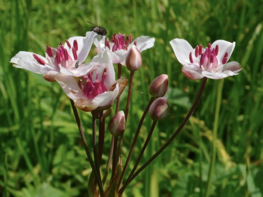 Butome en ombelle, espèce patrimoniale