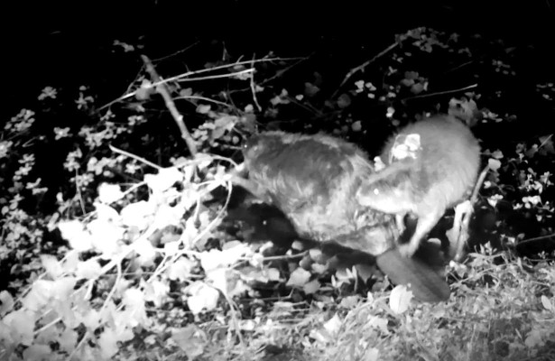 Castor d’Europe (piège photo)