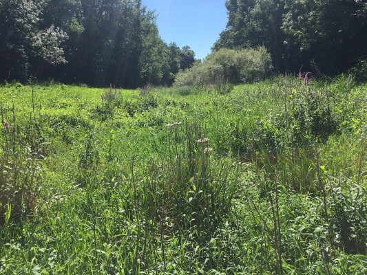 Habitats arborés et herbacés diversifiés – frayère à brochet