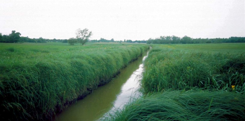 Marais de Grée Aubinière