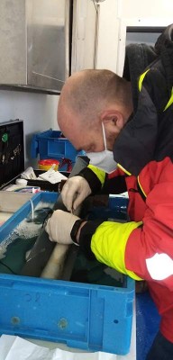 Marquage d’une Lamproie marine