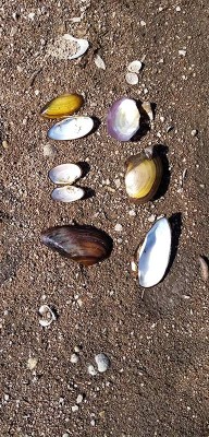 Mollusques bivalves