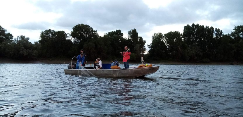 Pêche scientifique de la Grande Alose