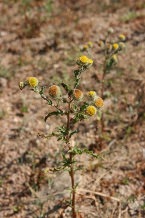 Pulicaria vulgaris, la Pulicaire annuelle dans la Boire du Rateau à Saint Mathurin sur Loire