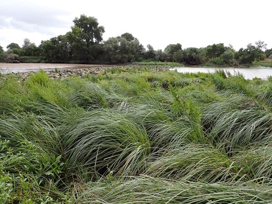 Station de Scirpe triquètre