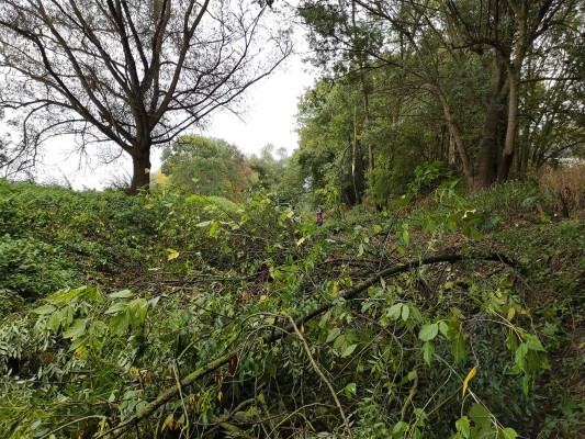 Gestion de la végétation – Erables négundo…